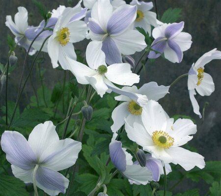 Anemone 'Wild Swan' P9 - afbeelding 2