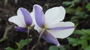 Anemone 'Wild Swan' P9 - afbeelding 3