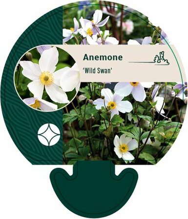 Anemone 'Wild Swan' P9 - afbeelding 5
