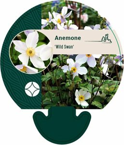 Anemone 'Wild Swan' P9 - afbeelding 5