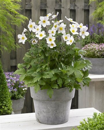 Anemone 'Wild Swan' P9 - afbeelding 4