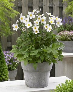Anemone 'Wild Swan' P9 - afbeelding 4