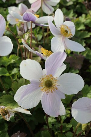 Anemone 'Wild Swan' P9 - afbeelding 1