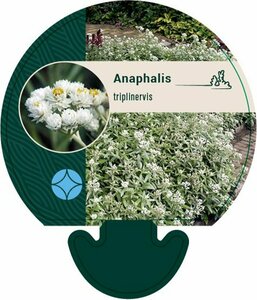 Anaphalis triplinervis P9 - afbeelding 7