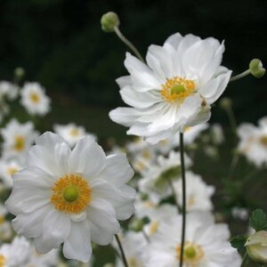 Anemone hybrida 'Whirlwind' P9 - afbeelding 3