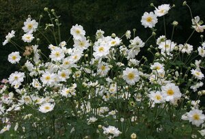 Anemone hybrida 'Whirlwind' P9 - afbeelding 4