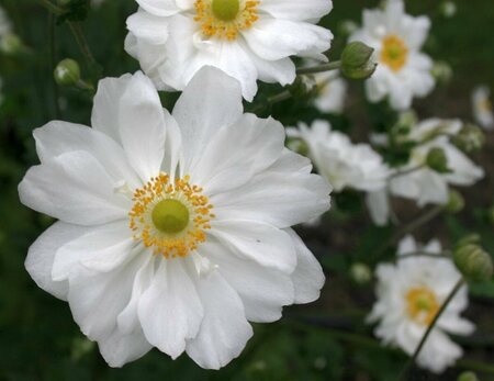 Anemone hybrida 'Whirlwind' P9 - afbeelding 5