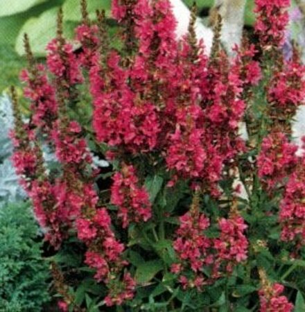 Lythrum salicaria 'Robert' P9 - afbeelding 4
