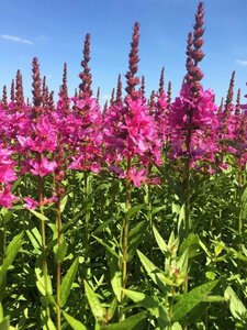 Lythrum salicaria 'Robert' P9 - afbeelding 6