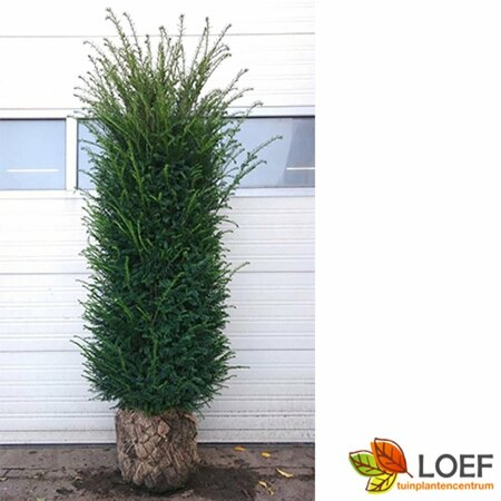 Taxus baccata 175/200 KL. - afbeelding 2