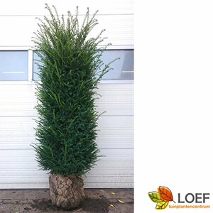 Taxus baccata 175/200 KL. - afbeelding 2