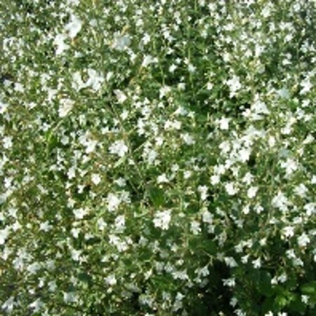 Calamintha n. 'White Cloud' P9 - afbeelding 2