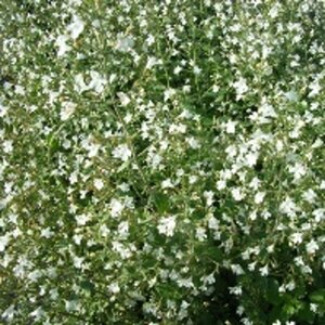 Calamintha n. 'White Cloud' P9 - afbeelding 2