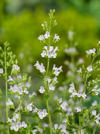 Calamintha n. 'White Cloud' P9 - afbeelding 3