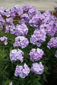 Phlox paniculata 'Franz Schubert' P9