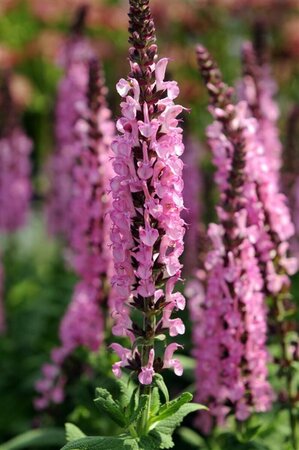 Salvia nemorosa 'Rose Queen' P9 - afbeelding 4