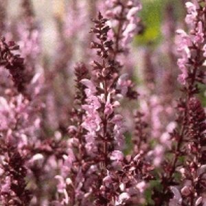 Salvia nemorosa 'Rose Queen' P9 - afbeelding 5