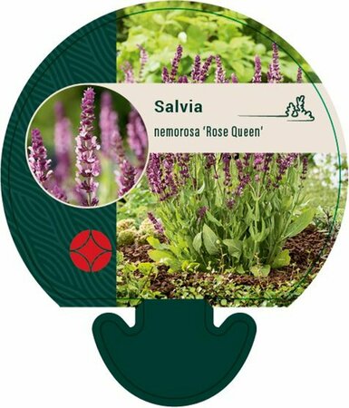 Salvia nemorosa 'Rose Queen' P9 - afbeelding 3