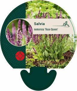 Salvia nemorosa 'Rose Queen' P9 - afbeelding 3