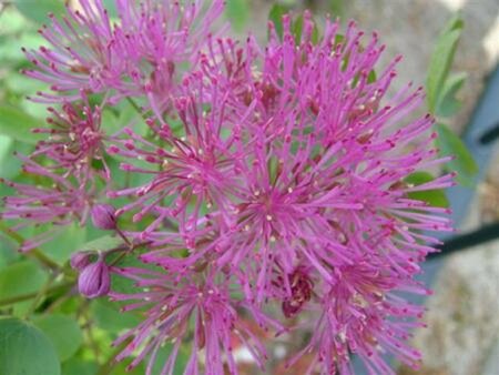 Thalictrum delavayi 'Hewitt's Double' P9 - afbeelding 2