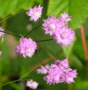 Thalictrum delavayi 'Hewitt's Double' P9 - afbeelding 4