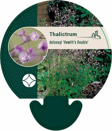 Thalictrum delavayi 'Hewitt's Double' P9 - afbeelding 1