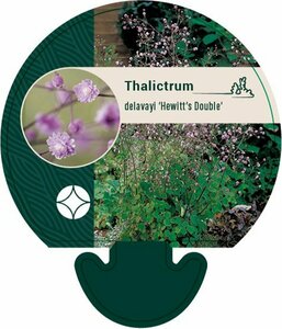 Thalictrum delavayi 'Hewitt's Double' P9