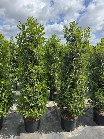 Prunus lusitanica 'Angustifolia' - afbeelding 11