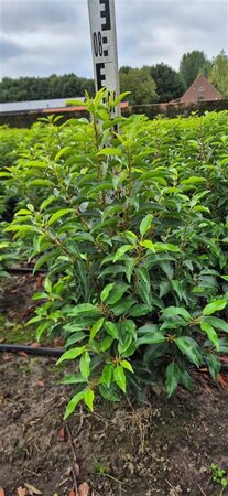 Prunus lusitanica 'Angustifolia' - afbeelding 10