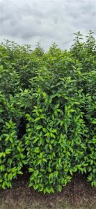 Prunus lusitanica 'Angustifolia' - afbeelding 6