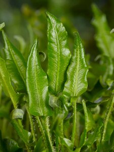 Asplenium scolopendrium P11 - afbeelding 5