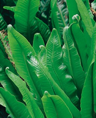 Asplenium scolopendrium P11 - afbeelding 6