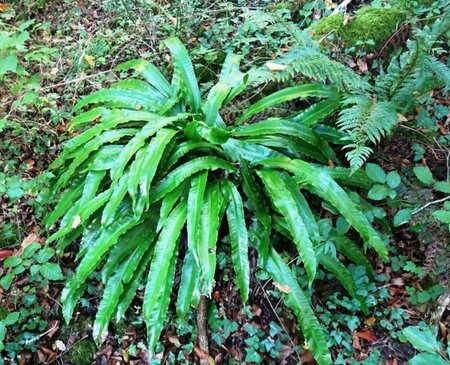 Asplenium scolopendrium P11 - afbeelding 8