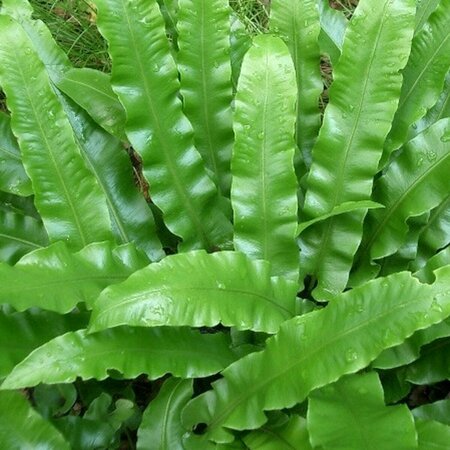 Asplenium scolopendrium P11 - afbeelding 7