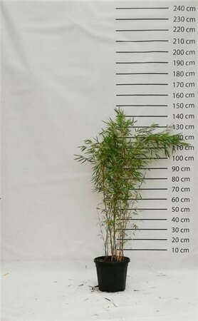 Fargesia robusta 'Campbell'