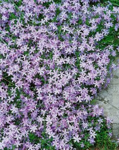 Phlox subulata 'Emerald Cushion Blue' P9