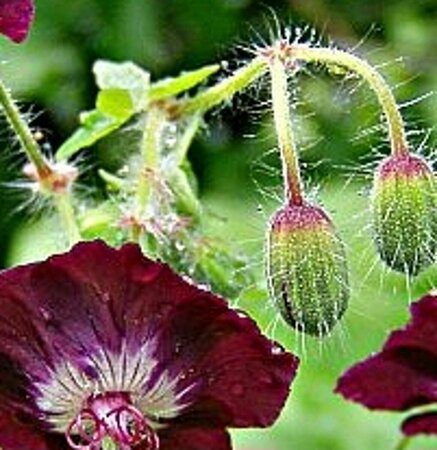 Geranium phaeum P9 - afbeelding 4