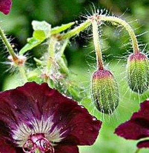 Geranium phaeum P9 - afbeelding 4