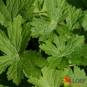 Geranium phaeum P9