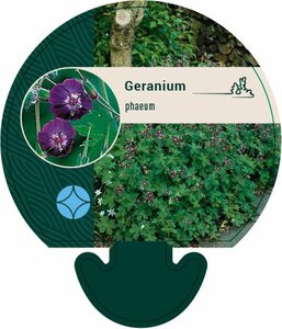 Geranium phaeum P9 - afbeelding 3