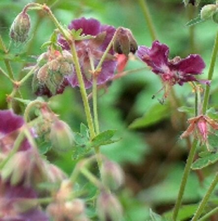 Geranium phaeum P9 - afbeelding 5