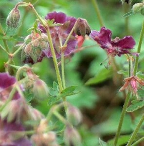 Geranium phaeum P9 - afbeelding 5