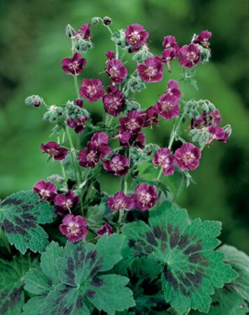 Geranium phaeum P9 - afbeelding 6