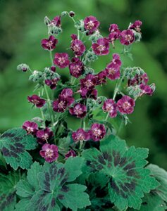 Geranium phaeum P9 - afbeelding 6