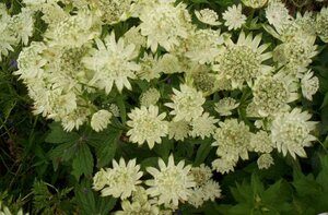 Astrantia maj. 'Superstar' P9 - afbeelding 2