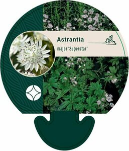 Astrantia maj. 'Superstar' P9