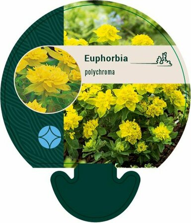 Euphorbia polychroma P9 - afbeelding 2