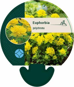 Euphorbia polychroma P9 - afbeelding 2