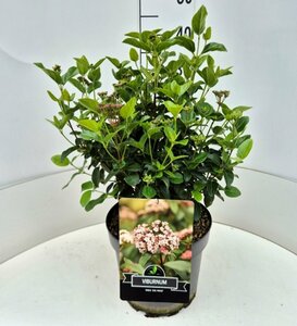 Viburnum tinus 'Lisarose'