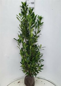 Prunus laurocerasus 'Caucasica' ST. 180 12-14 C. Lei - afbeelding 3